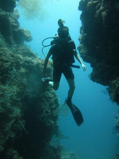 Menjangan Sari image 1